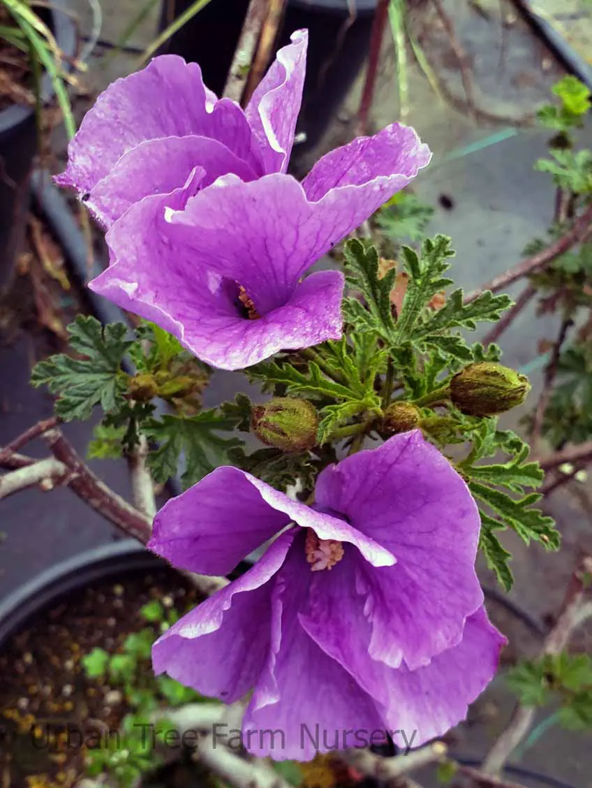 Alyogyne huegelii 'Santa Cruz' | Urban Tree Farm Nursery