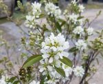 Amelanchier alnifolia 'Regent' - Image 2
