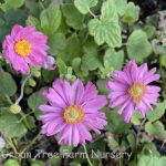 Anemone hybrida 'Pamina'