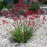 Anigozanthos 'Big Red'