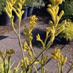 Anigozanthos 'Bush Tango'