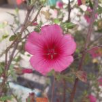Anisodontea 'Strybing Beauty'