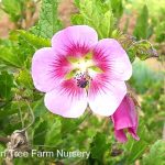 Anisodontea hypomandarum 'Tara's Pink'
