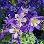 Aquilegia caerulea 'Kirigami Deep Blue & White'