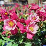 Aquilegia caerulea 'Kirigami Rose & Pink'