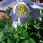 Aquilegia caerulea 'Music Mix'