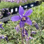 Aquilegia caerulea
