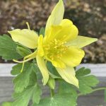 Aquilegia chrysantha
