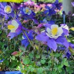 Aquilegia hybrid 'Earlybird Blue White'