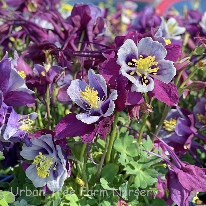 Aquilegia-hybrid-Early-Bird-PurpleWhite-a Aquilegia hybrid 'Earlybird Purple White' - Image 1