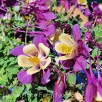Aquilegia hybrid 'Earlybird Purple Yellow'