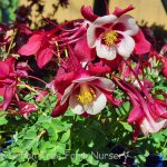 Aquilegia hybrid 'Earlybird Red White'