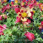 Aquilegia hybrid 'Earlybird Red Yellow'