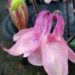 Aquilegia hybrid 'Mix'