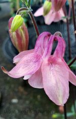 Aquilegia hybrid 'Mix'