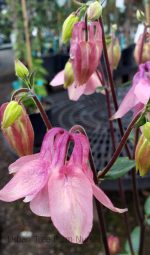 Aquilegia hybrid 'Mix' - Image 2