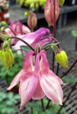 Aquilegia hybrid 'Mix' - Image 3