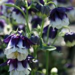 Aquilegia hybrid 'Northern Lights'
