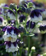 Aquilegia hybrid 'Northern Lights'