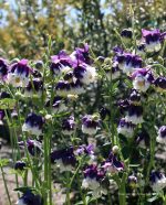 Aquilegia hybrid 'Northern Lights' - Image 2