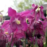 Aquilegia hybrid 'Purple Petticoats'