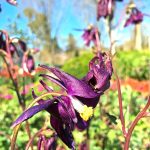 Aquilegia hybrid 'Storm Dancer'