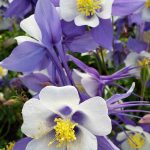 Aquilegia hybrid 'Swan Blue & White'