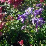 Aquilegia vulgaris 'Winky Mix'