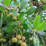 Arbutus unedo 'Compacta' STD
