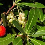 Arbutus unedo