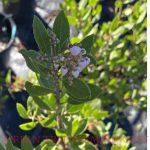 Arctostaphylos 'Austin Griffiths'