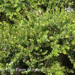 Arctostaphylos 'Emerald Carpet'