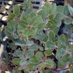 Arctostaphylos 'John Dourley'