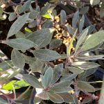 Arctostaphylos 'Pacific Mist'