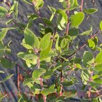 Arctostaphylos 'Sunset'