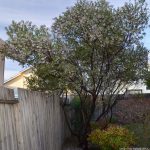 Arctostaphylos bakeri 'Louis Edmund'