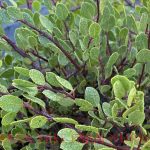 Arctostaphylos hookeri 'Wayside'