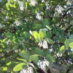 Arctostaphylos manzanita 'Dr Hurd'