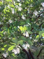 Arctostaphylos manzanita 'Dr Hurd'