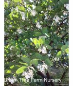 Arctostaphylos manzanita 'Dr Hurd' - Image 2