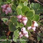 Arctostaphylos uva-ursi 'Point Reyes'