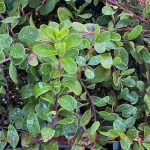 Arctostaphylos uva-ursi 'Radiant'