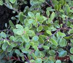 Arctostaphylos uva-ursi 'Radiant' - Image 2