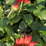 Arctotis 'Cherry Frost'