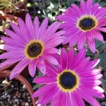 Arctotis 'Opera Rose'