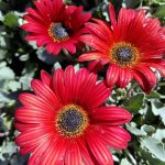 Arctotis 'Peachy Mango'