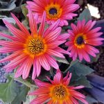 Arctotis 'Pink Sugar'