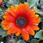 Arctotis 'Pumpkin Pie'