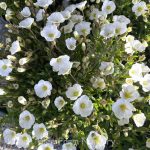 Arenaria montana 'Summer White'