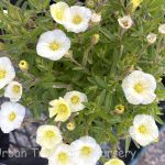 Arenaria montana 'Winter Lemon'
